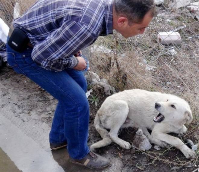 Yaralı Köpeği Sakinleştirip Tedaviye Götürdü