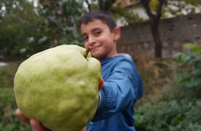 Aksaray´da 1 Kilogram Ağırlığında Armut