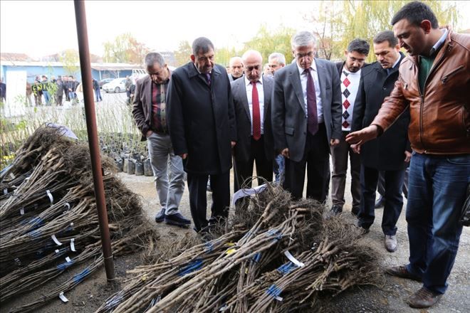 Çiftçilere 7 bin 80 adet meyve fidanı dağıtıldı