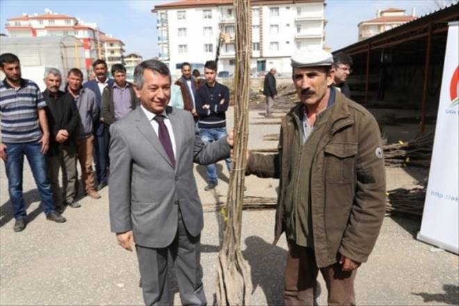 Aksaray`da Çiftçilere 7 Bin 460 Adet Fidan Dağıtıldı