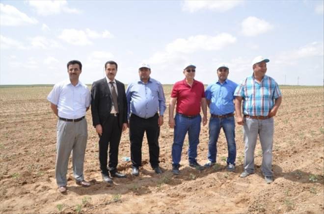 Aksaray`da Sebze Ve Meyve Üretimi Artıyor