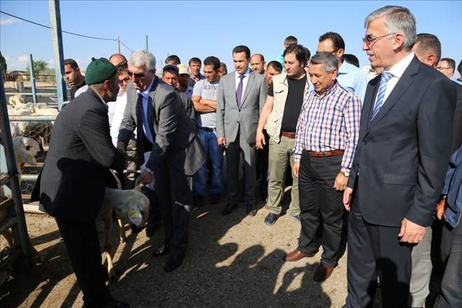 Ataklı;Aksaray´da küçükbaş hayvan sayısında önemli artış sağlandı