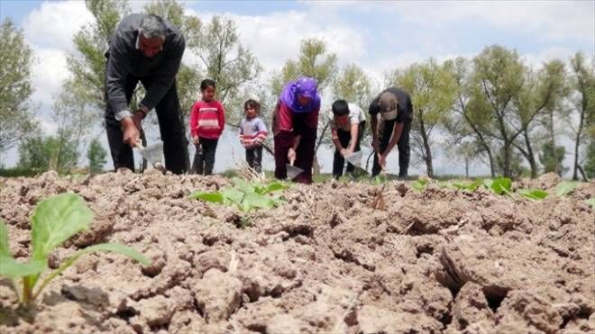 Şanlıurfalı İşçiler Çoluk Çocuk Tarlada