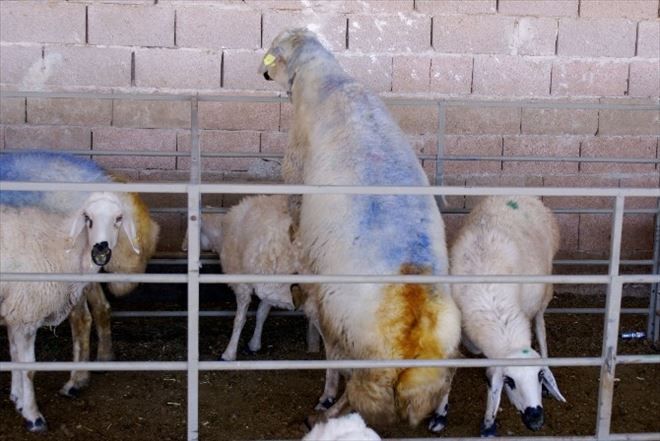 Akraba Çiftleşmesi Hayvanlarda Da Sakat Doğum Ve Ölüme Neden Oluyor