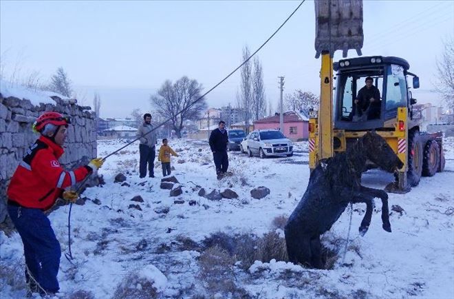 Fosseptik Çukuruna Düşen Tayı Kurtarma Operasyonu  
