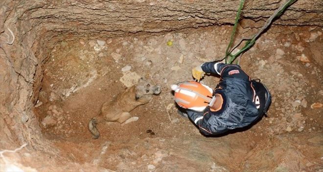 Kuyuya düşen köpek AFAD ekiplerince kurtarıldı
