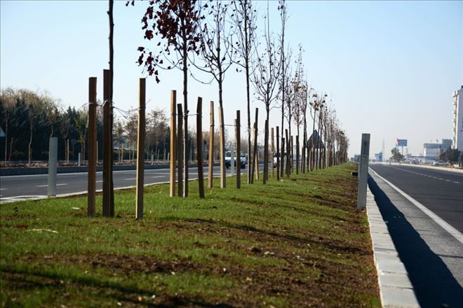 Şehir Girişlerine Ağaçlandırma Çalışması Devam Ediyor
