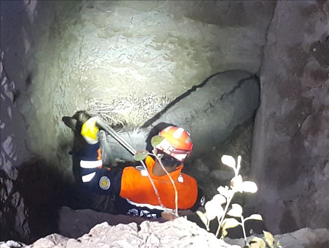 Kuyuya Düşen Eşek AFAD Ekipleri Tarafından Kurtarıldı