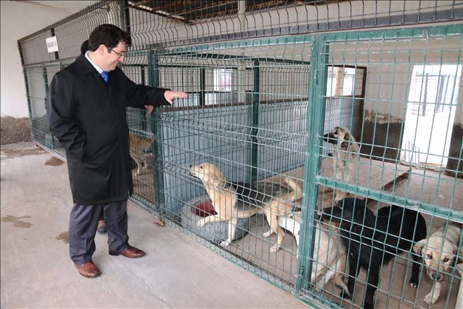 Sokak Hayvanlarının Yeri Kış Şartlarına Uygun  