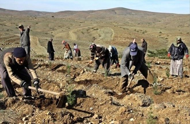 Orman İşlerinde Çalıştırılmak üzere geçici işçiler alınacak 
