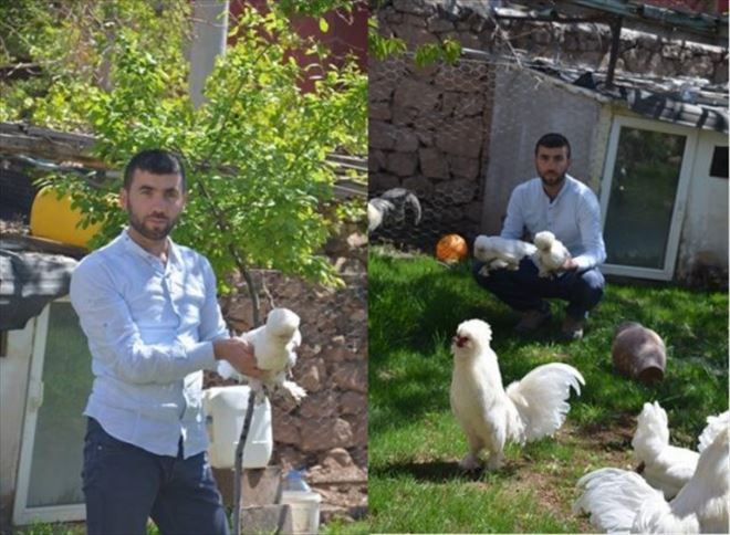 Sultan Tavuğu Aksaray da yetiştirilmeye başlandı 
