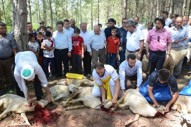 Aksaray´da şükür kurbanı kesildi.