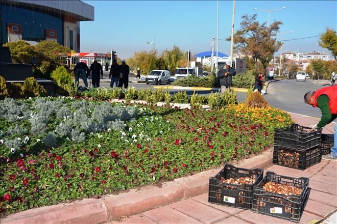 Şehre 300 Bin Kışlık Menekşe ve 115 Bin Lale Soğanı Ekimi Yapılıyor