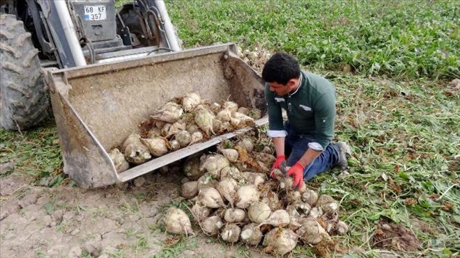 Aksaray´da Pancar Üreticilerine 41 Milyon TL Ödeme