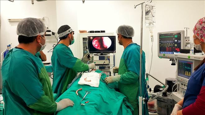 Kulaktan Canlı Örümcek Çıkartıldı