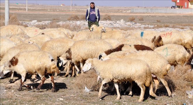 4 bin lira maaşla çoban bulunamıyor, çobana kız verilmiyor...