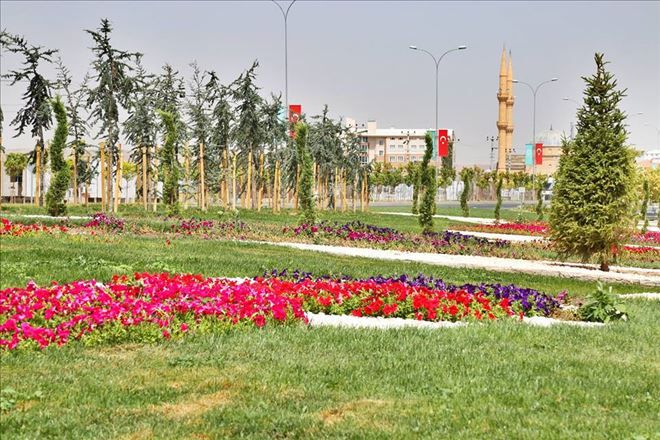 Belediye 3 yılda 185 bin 570 adet ağaç dikti