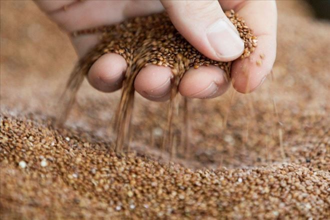 Toprak Mahsulleri Ofisi Lisanslı Depolarda Hububat Alımı Yapacaktır