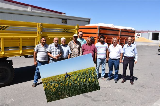 Sarı Altında İlk Hasat Borsaya Geldi, Çeyrek Altını Aldı