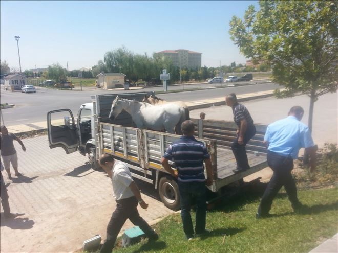 Aksaray Belediyesi Başıboş Gezen Atları Topluyor