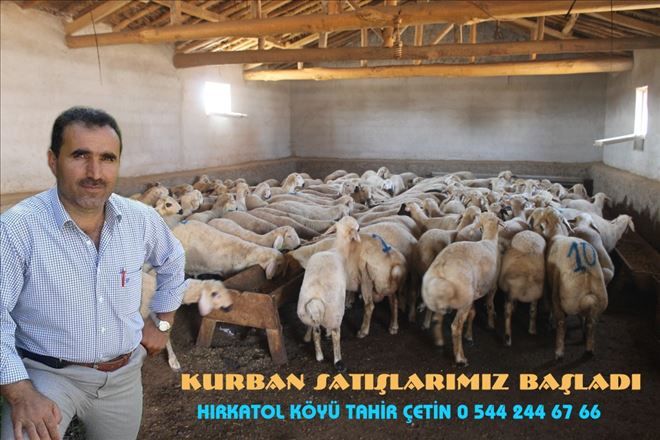 Kurbanlıkların Satışları Hız kazandı