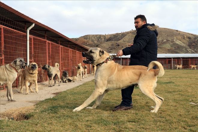 Kurtların korkulu rüyası