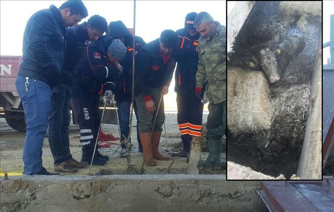 AFAD´dan Büyükbaş Hayvan Kurtarma Operasyonu
