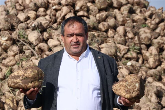Pancar Hasat´ı Başladı Pancar Fabrikaya Girdi