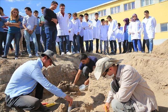 Toprak Altından Çıkartılan Aslan İskeleti Eğitim İçin Birleştirildi 