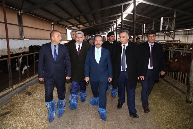 Yüksek verimli sığır ırkı için ilk adım atıldı