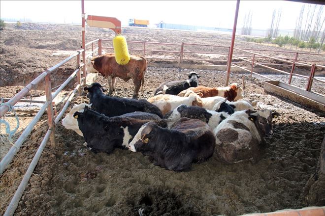 Şarkışla´da başlayan Hırsızlık Aksaray´da son buldu