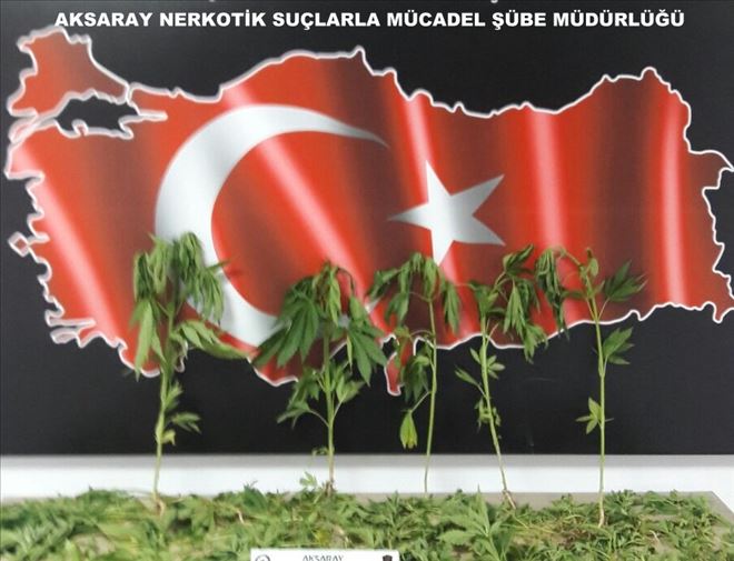 Aksaray´da 217 kök Hint Kenevir kökü ele geçirildi