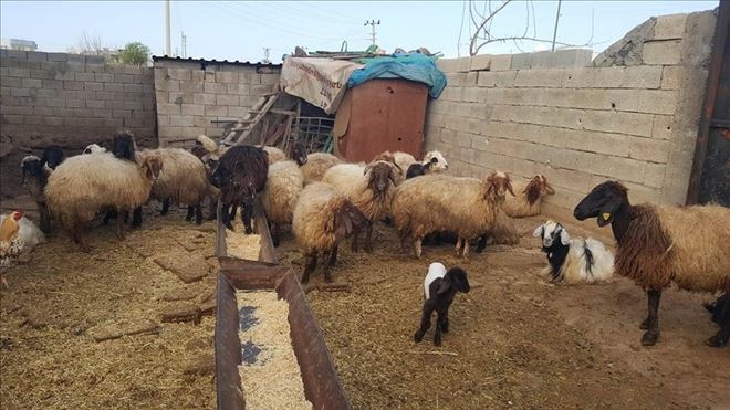 Aksaray´da Hırsızlar 25 Kuzu Çaldı