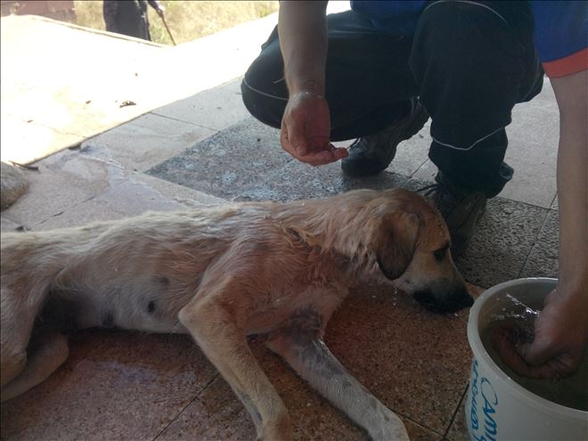 Kuyuda Mahsur Kalan Köpek Kurtarıldı