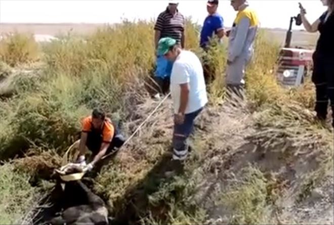 Fosseptik Çukuruna Düşen Boğa Kurtarıldı