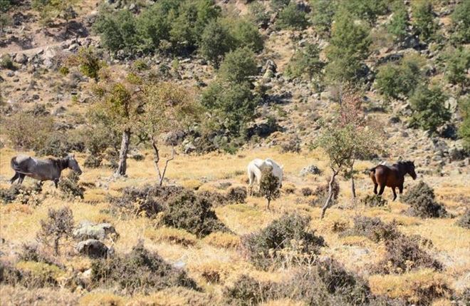 Aksaray´da Toplanan Atlar Hasandağında Doğaya Bırakıldı