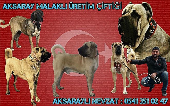 Aksaray Malakli Kopeği 