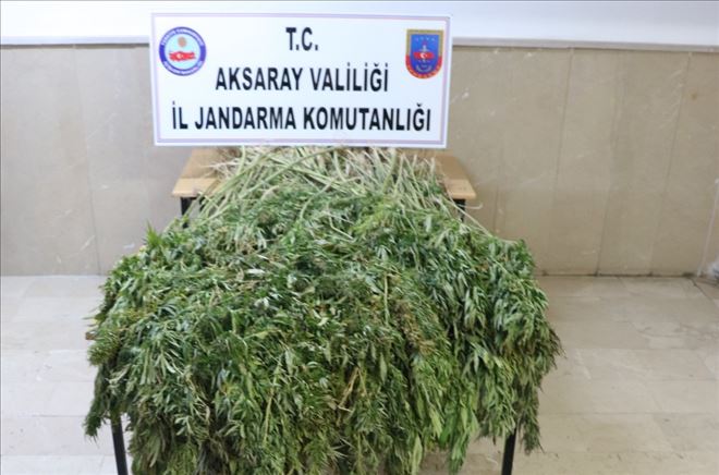 Jandarma Esrar Maddesi İmal Eden Şahsı Evinde Yakaladı 