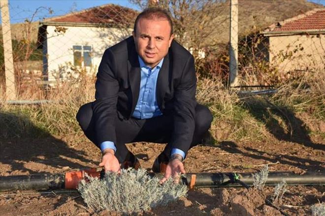 Aksaray´da Lavanta Üretimine Başlandı 