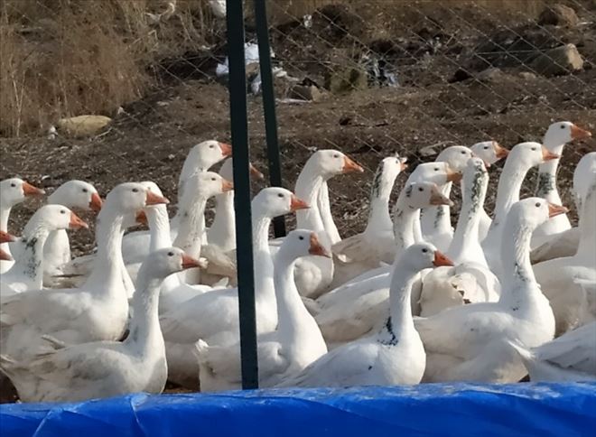 Aksaray´da Mast Kazı Üretimine Başlandı 