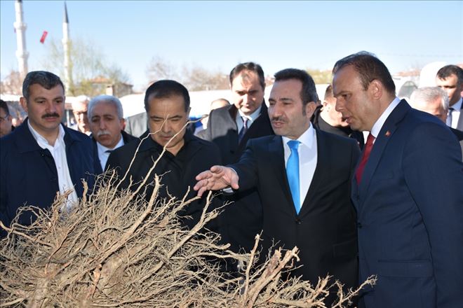 Meyve Fidanı Dağıtım Töreni Yapıldı