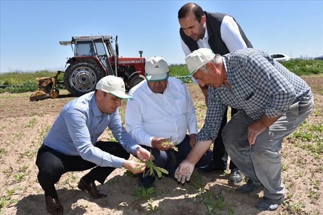 SÜNE MÜCADELESİ ÇALIŞMALARI KAPSAMINDA KIYMETLENDİRME SÜRVEYLERİNE DEVAM EDİLİYOR