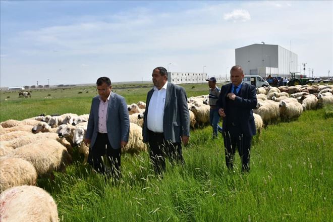Mera Islahı İle Otlaklar Gürleşti