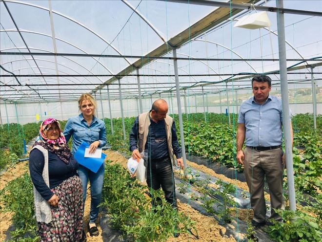 Tuta absoluta (Domates Güvesi) Mücadelesi İçin Seralara Tuzaklar Asıldı.