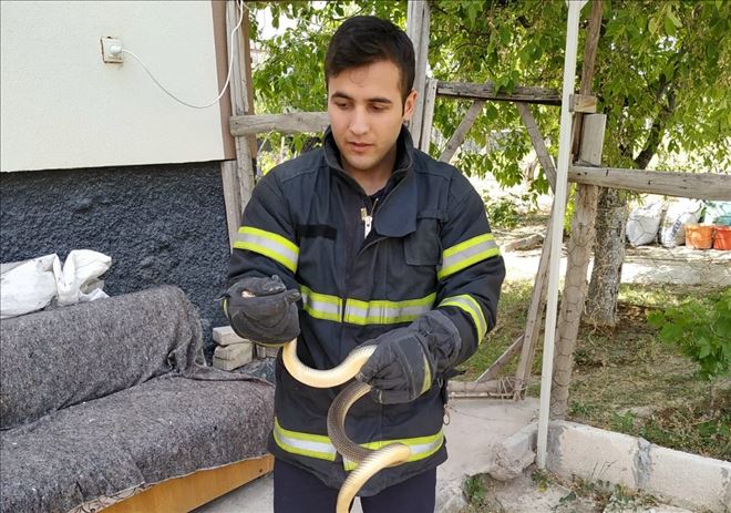 Yakalanan Yılan Doğaya Bırakıldı 