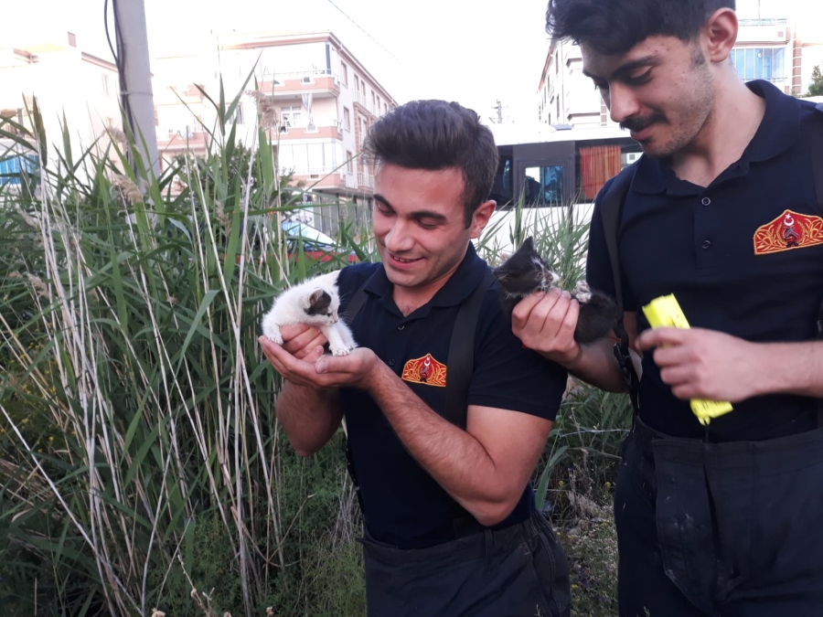 Kuyuya Düşen Kedi Yavruları Kurtarıldı.