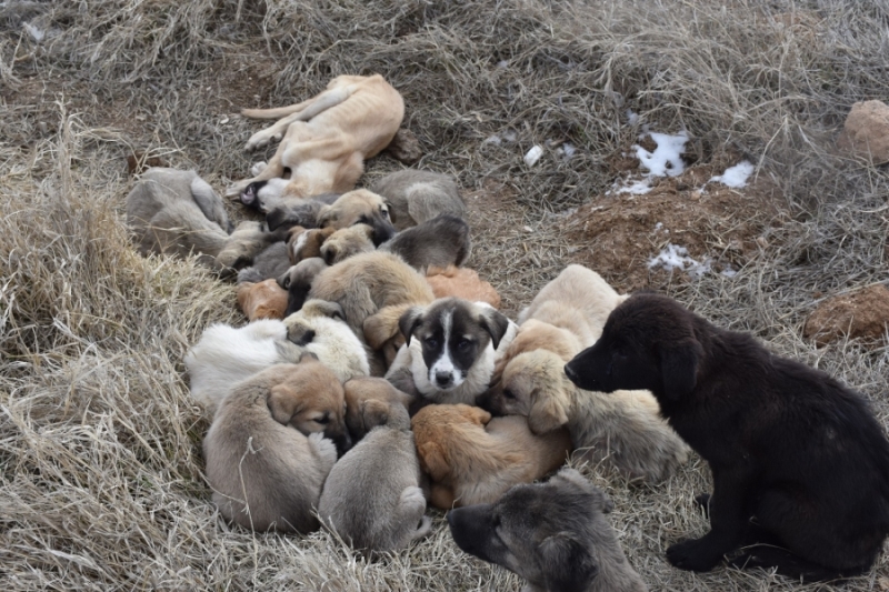 Aksaray’da yavru köpekler soğukta ölüme terk edildi