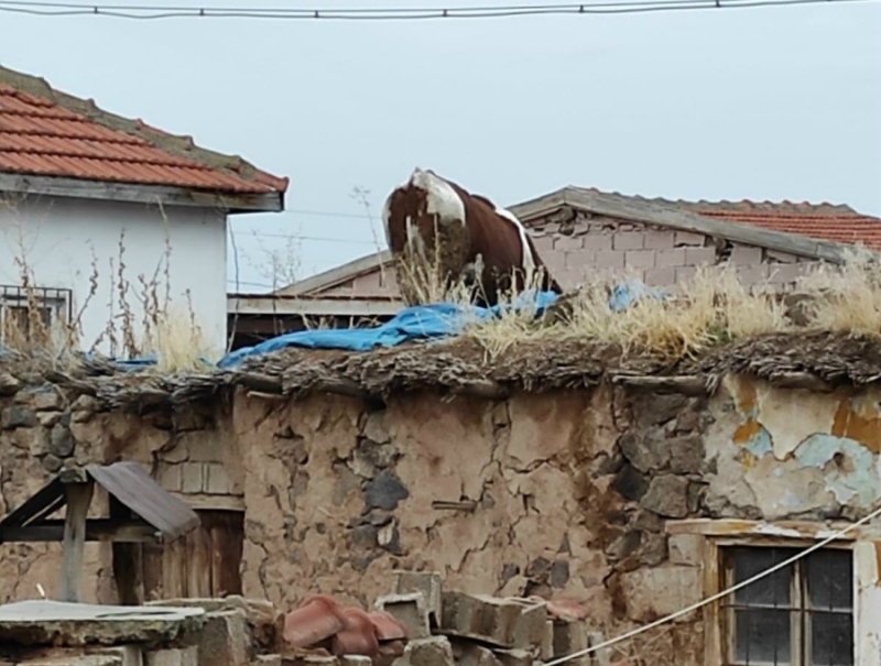 Aksaray