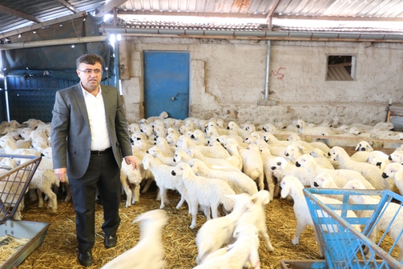 Başkan Aktürk, Ata sporumuz güreş, ata mesleğimiz koyunculuk tur dedi