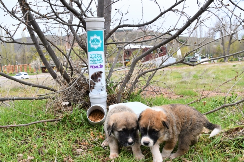 Belediye park ve yeşil alanlara su ve mama kabı yerleştirdi. 